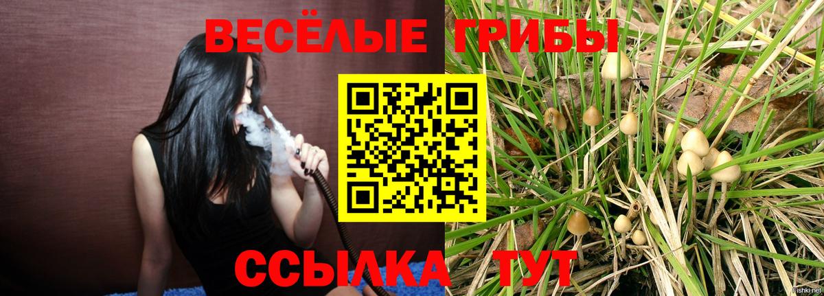 Галлюциногенные грибы Psilocybe Арзамас